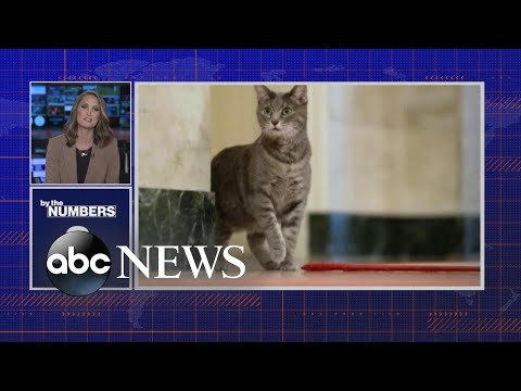 Bidens introduce new cat Willow, creates buzz on social media