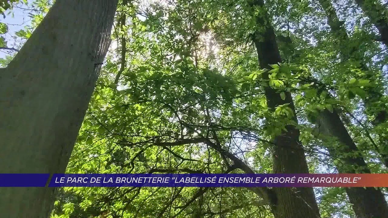 Yvelines | Le parc de la Brunetterie labellisé « ensemble arboré remarquable »