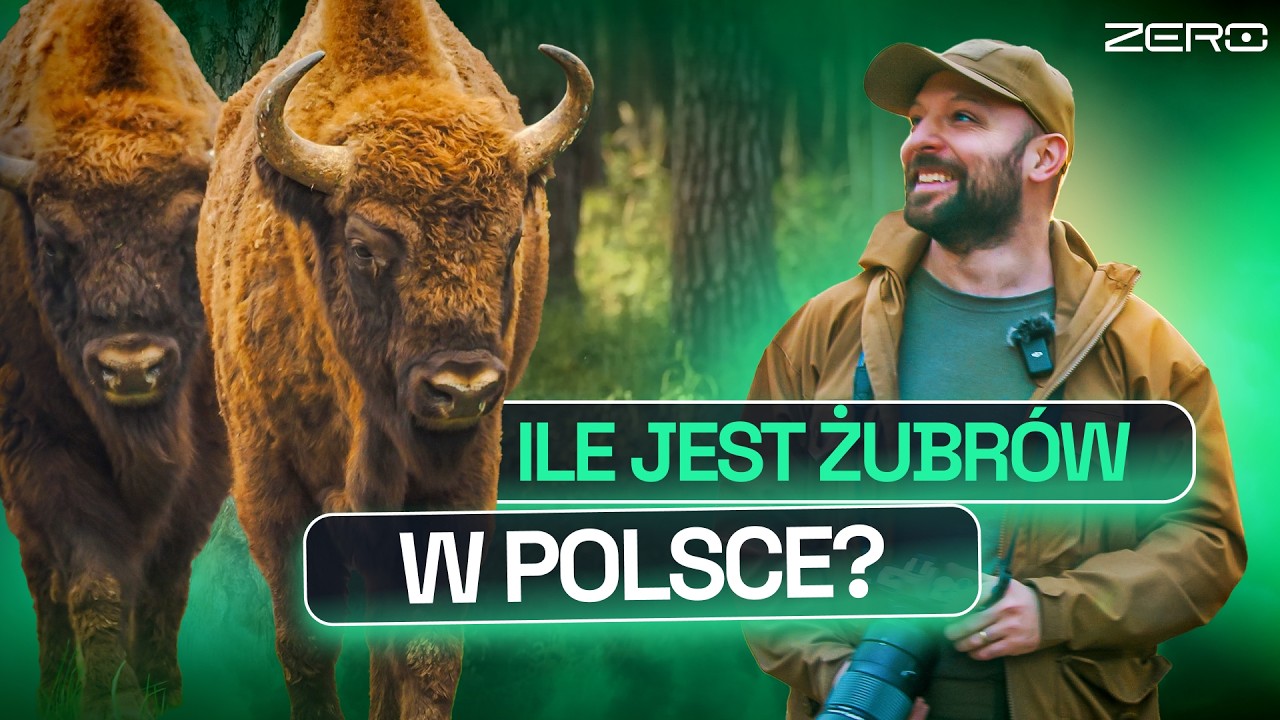 CO CZWARTY ŻUBR TO POLAK. I DLACZEGO NASZ ŻUBR JEST LEPSZY OD… NAZISTOWSKIEGO? GATUNEK ZERO #55