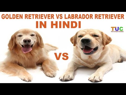 Labrador Retriever Vs Golden Retriever In HIndi | Dog Comparison | The Ultimate Channel