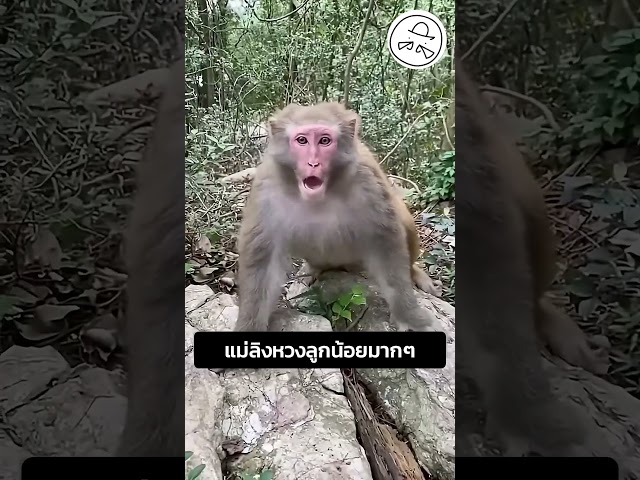 แม่ลิงหวงลูกน้อยมากๆ