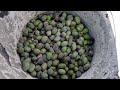 Palestinians try to salvage olive trees uprooted by Israeli troops | REUTERS