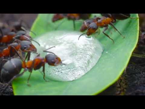 Upload mp3 to YouTube and audio cutter for Macro feeding ants download from Youtube