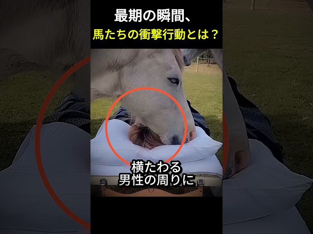 最期の瞬間、馬の衝撃の行動とは