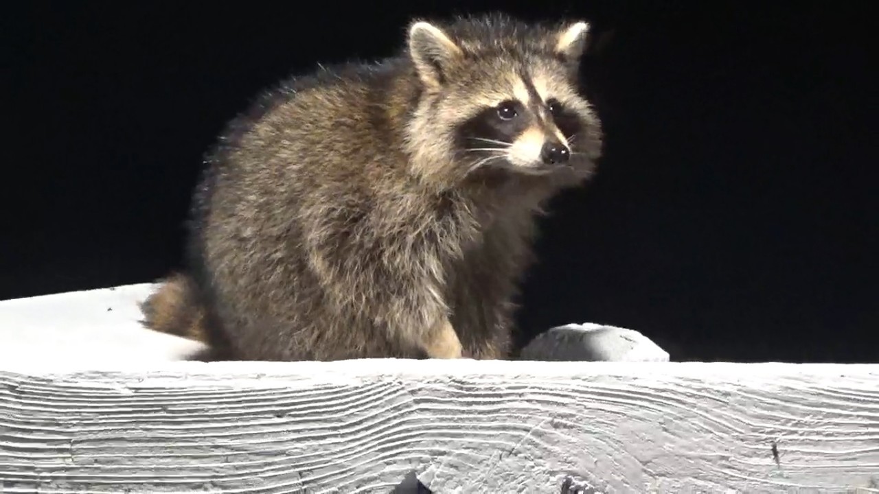 MORE BABY RACCOONS AFTER MIDNIGHT