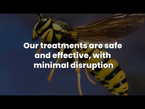 Zest Wasp Removal - Pest Control Central Scotland