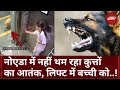 Noida में नहीं थम रहा कुत्तों का आतंक, Lift में Puppy ने बच्ची को काटा…डरी-सहमी दिखी मासूम-Video