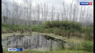 Леса сразу в нескольких районах области утопают в воде