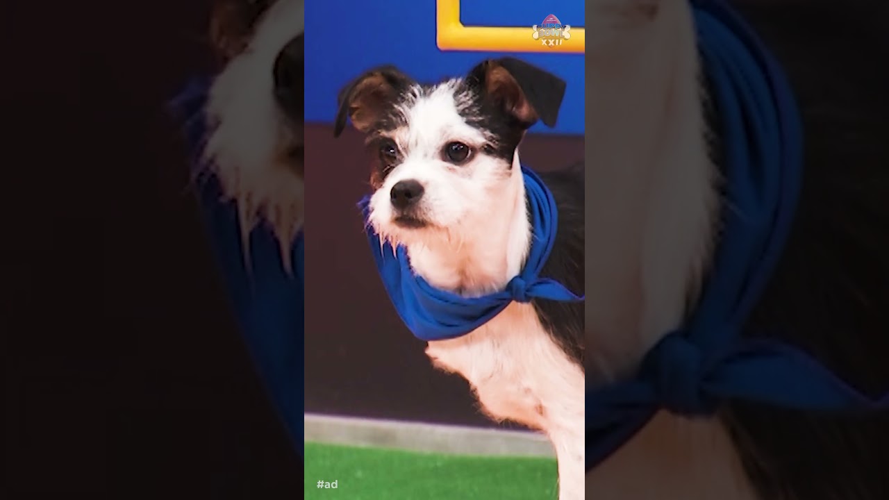 Meet Wynonna | Puppy Bowl