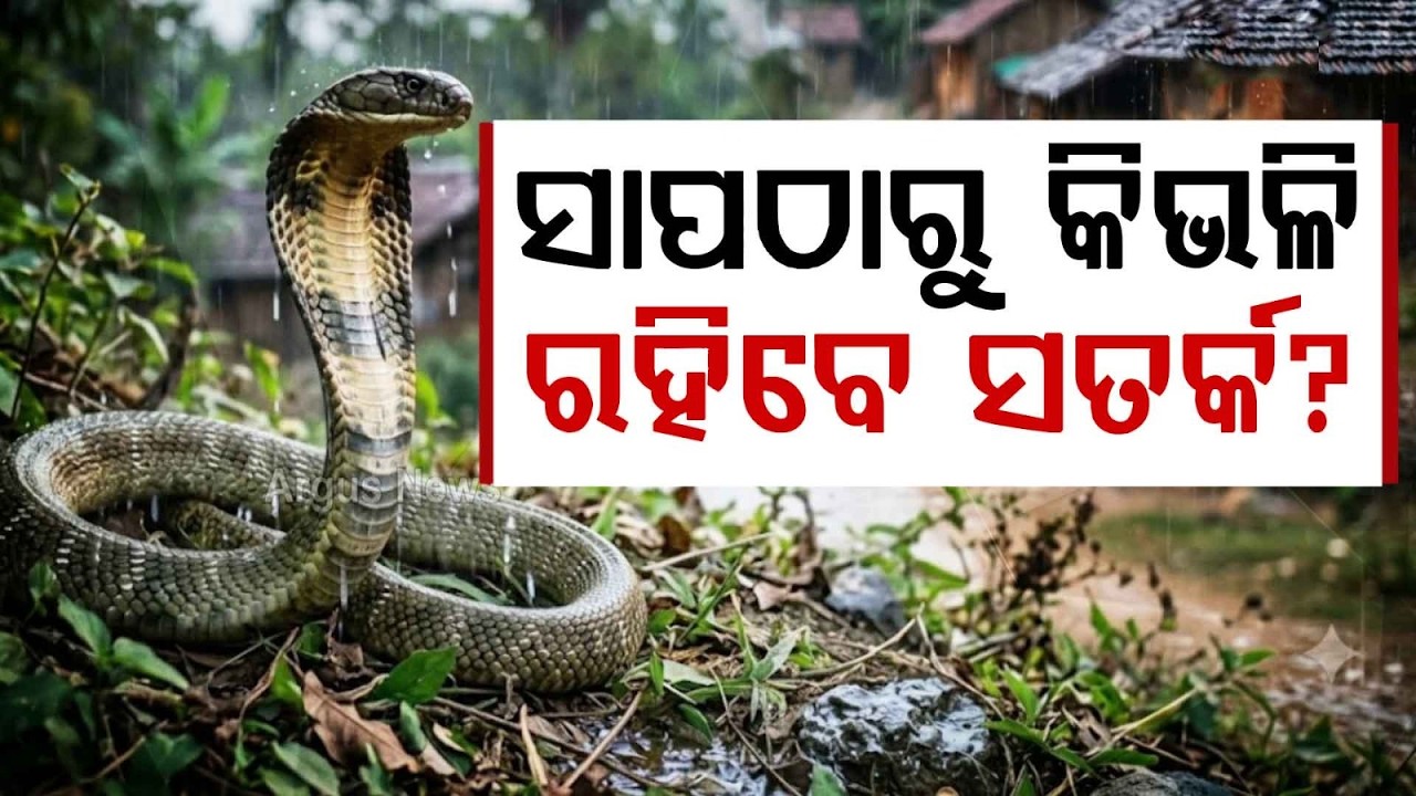 Snake Menace In Monsoon: 1,000 D*aths Yearly In Odisha; Follow These Safety Tips | Argus News