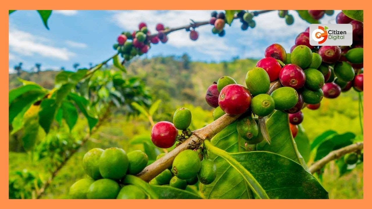 Kenya's Gold | Coffee farming in Kenya