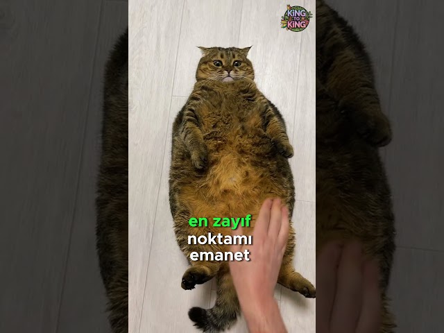 Kedinizin Göbek Tuzağı😼💥🐾⚠️