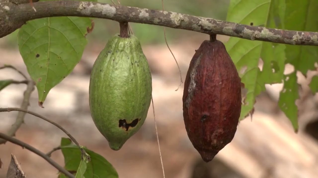 Why do investors care about Ivory Coast's election? | REUTERS