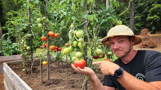 7 Mistakes to AVOID When Growing Tomatoes |Are You Guilty of These?|