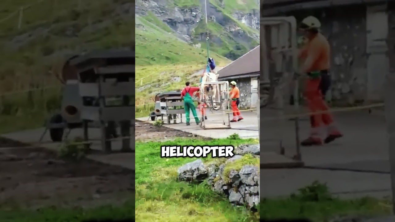 This is how they save cows