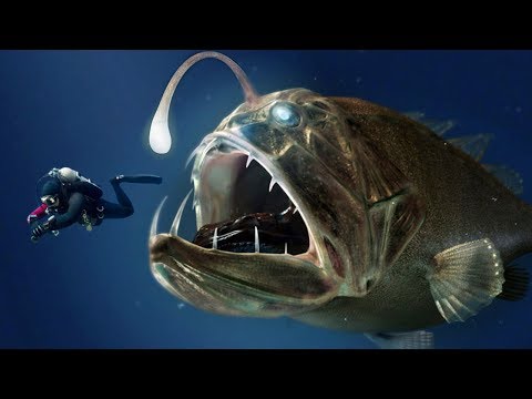 CREEPIEST Animals In The World!