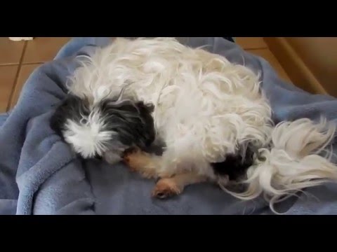 Amazing Dog Birth !! (Shih tzu)