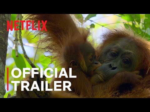 Secret Lives of Orangutans'