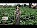 బెండ తోటల్లో మోజాయిక్ వైరస్ అరకట్టే పద్ధతులు | How to Control Mosaic Virus in Okra Farming | 10TV  - 03:36 min - News - Video