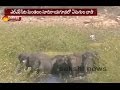 Elephants strike terror in Srikakulam dist