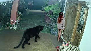 100 Невероятных Моментов, Снятых на Заднем Дворе