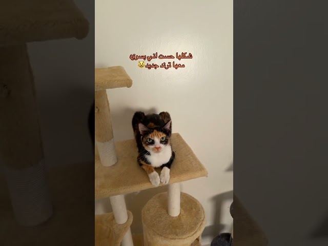 #cat #catfunny #قطط #catvideos #قطتي #اكسبلور #funnycatvideos #funny #funnycat