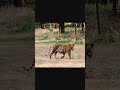Swastik Male Tiger 🐯 #wildlife #tigerconservation #forest  #tiger #tigerreserve #penchtigerreserve  - 01:00 min - News - Video
