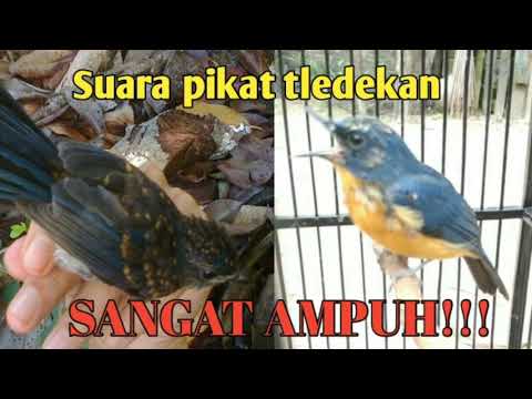 Suara pikat khusus tledekan menjerit super ampuh