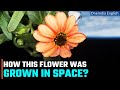 NASA shares image of the flower grown in space, netizens calls it a miracle