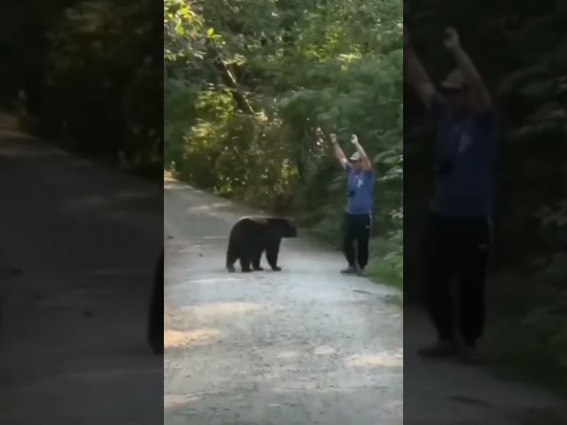 Hombre Frente a Frente con Dos Osos 😱 #viral #Bear #animals #wildlife #Osos #Shorts #Animales #Oso