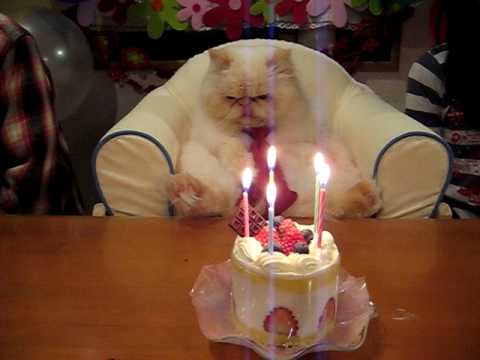 Роденденска мачка