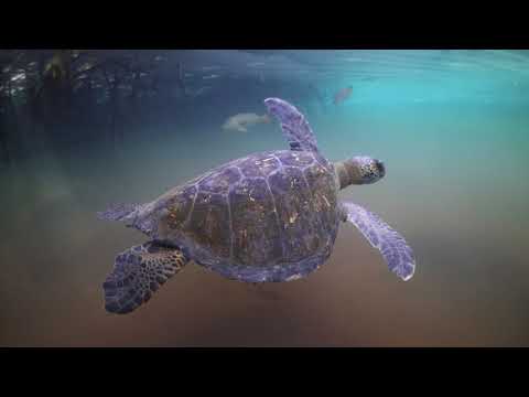 Galapagos: Hope for the Future'