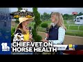 Chief Veterinary Officer on keeping the horses healthy for Preakness