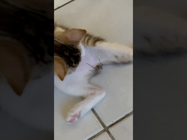 Une araignée fait un tour de magie au chaton ! #chaton #chat #chatfou #cat #animaux #chatdrole