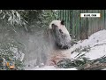 Exclusive: Adorable Giant Pandas Snow Day Extravaganza at Beijing Zoo!  | News9  - 02:01 min - News - Video