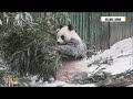 Exclusive: Adorable Giant Pandas Snow Day Extravaganza at Beijing Zoo!  | News9