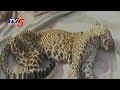 Leopard killed by Villagers in Haridwar