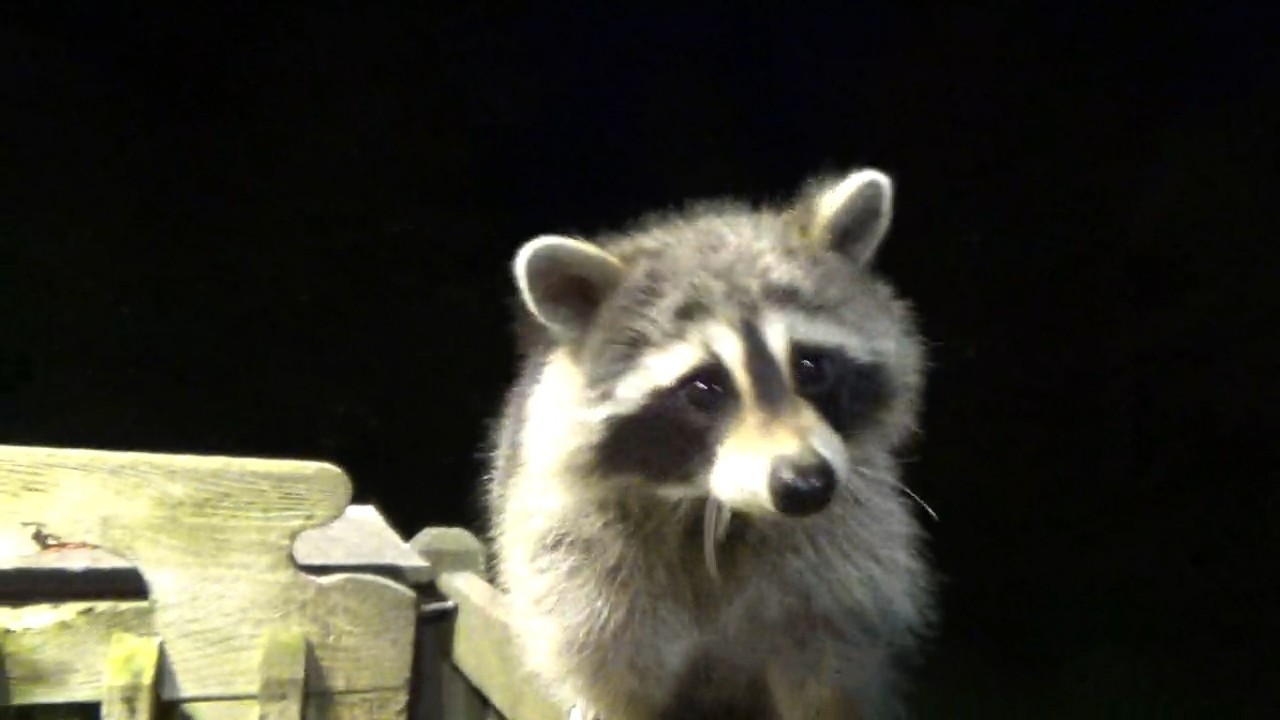 RACCOON CLOSE UP ON MONDAY NIGHT