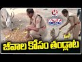 Lucknow Police Feed Monkeys And Cows, Appeals People To Help And Feed Animals | V6 Weekend Teenmaar
