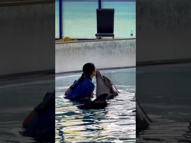 Dolphin Ne Kiya Mere Ko Kiss 😘 #neetubisht #lakhneet #youtubeshorts #trending #shorts #minivlog