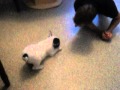 Bounty qui joue avec papa.AVI