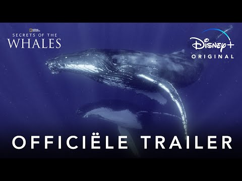 Secrets of the Whales'
