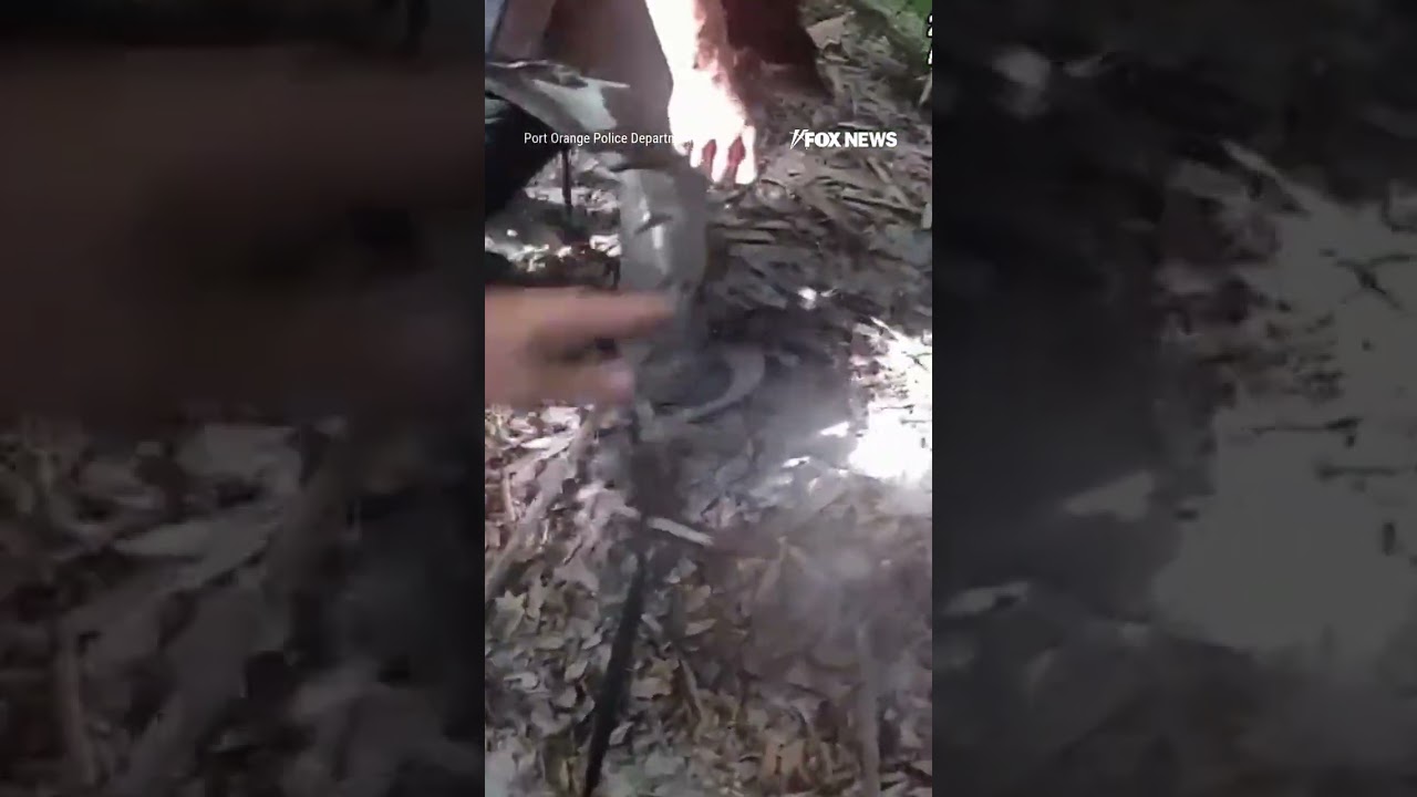 WILD video shows police chase down suspect through a COW FIELD #police #shorts #cow #chase #viral