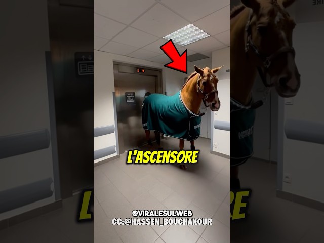 IL PRIMO CAVALLO IN ASCENSORE😅 #shorts