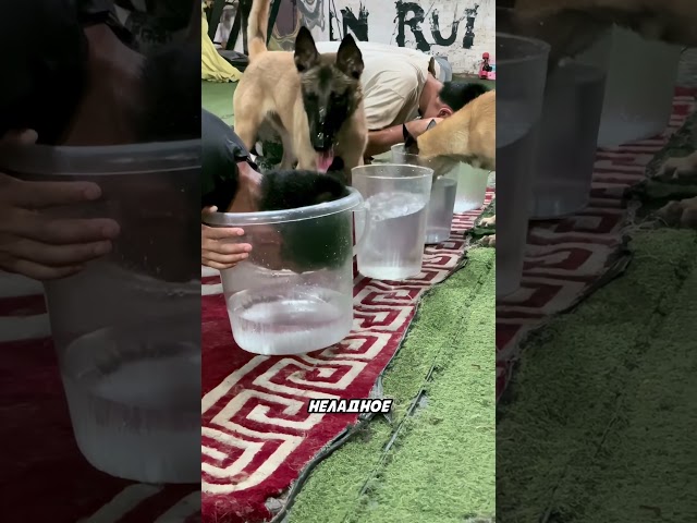Собака раскусила трюк хозяина