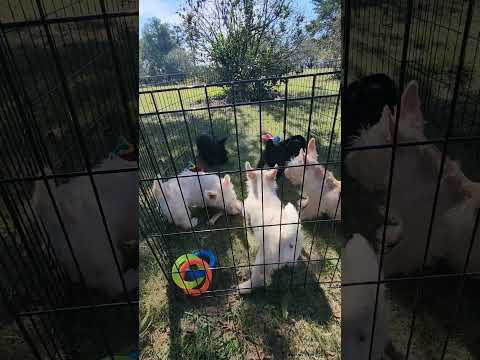 Scottish Terrier Puppies Playing