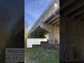 Goat rescued after getting stuck on Kansas City bridge  - 00:25 min - News - Video
