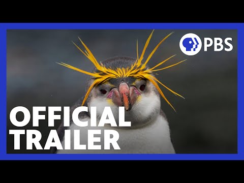 Penguins: Meet the Family'