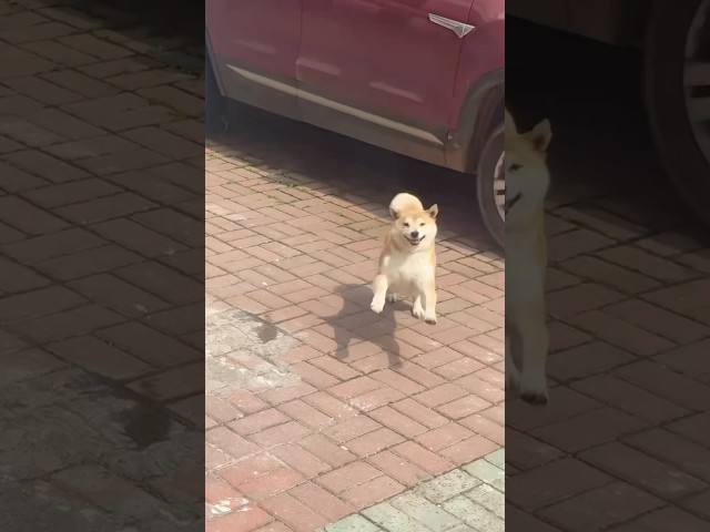 This is the happiest dog I’ve ever seen in my life! 🥹❤️
