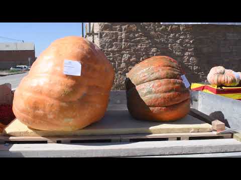 Concurs de carbasses gegants de Sedó